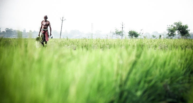 the lone farmer. Credit : Indrajit Bhattacharya (indrajit.triveni@gmail.com)